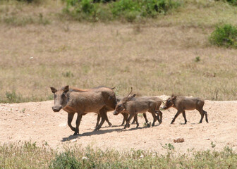 Pump and little ones