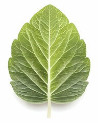 Obraz premium Single green leaf, isolated on white background, showing intricate vein patterns, for botanical illustrations or nature websites