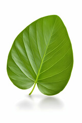 Fototapeta premium Single vibrant green leaf, isolated on white background, showcasing intricate veining; ideal for nature, health, or eco-friendly designs