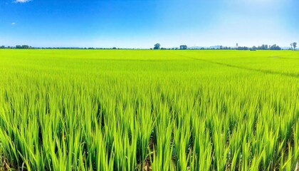 Fototapeta premium rice field and blue sky