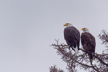 Two Bald Eagles (Haliaeetus leucocephalus) perched on a branch near the Kenai River in Kenai Peninsula, Alaska, USA