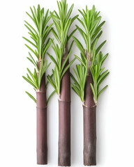 Fototapeta premium Three rosemary sprigs, dark stems, white background; culinary herb, cooking ingredient, food photography, recipe website