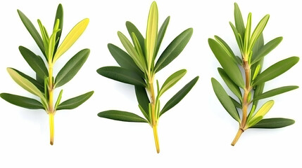 Obraz premium Three sprigs of green plant, studio shot on white background; ideal for culinary, herbal, or botanical use