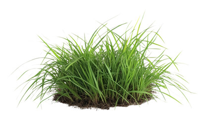 Green grass with dirt isolated on a white background and texture
