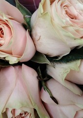 bouquet of roses in vase