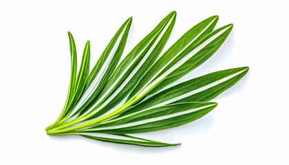 Fototapeta premium Variegated leaves, close-up studio shot, isolated white background; ideal for design, websites, and publications