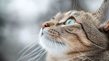 Close-Up of a Cat Gazing Upward in a Natural Setting Surrounded by Soft Greenery