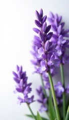 Naklejka premium Delicate lavender blooms, vibrant purple hues against pure white , still life, spring