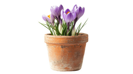 Obraz premium Vase with flowers transparent background