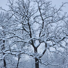 tree in winter