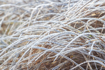 Frozen grass with ice.