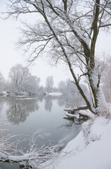 Snow-covered trees on the bank of a winter river.
