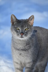 Gray Cat in Snow