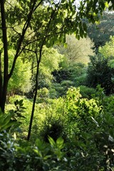 Fototapeta premium Lush green foliage, dappled sunlight, dense trees.