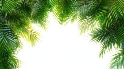 Lush Tropical Palm Leaves Frame with Bright White Background