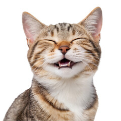 cute, adorable cat having cute smile on its face with closed eyes on white background