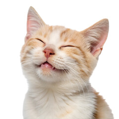 Obraz premium cute, adorable cat having cute smile on its face with closed eyes on white background