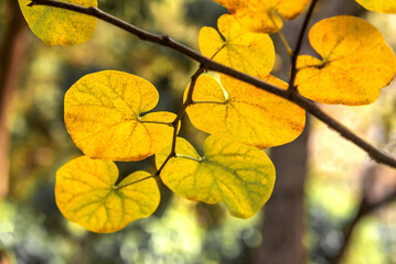 Yellow autumn leaves on a branch of Cercis Siliquastrum tree. The Judean tree. Environment.