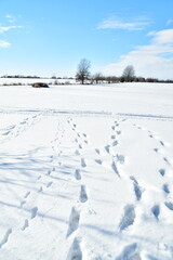 Obraz premium Footprints in Snowy Field