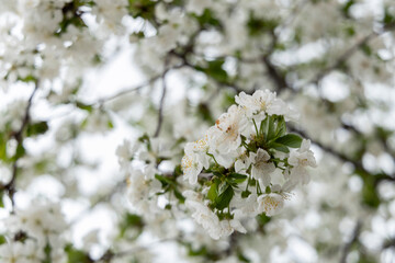 Spring blossoms. Blooming apple tree flowers with green leaves outdoors