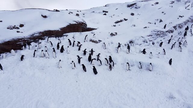 Penguin settlement on the Antarctic snow covered rock in spring time. Protection of the Earth's ecology. Ice melting. Aerial shooting.