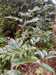 Lush green foliage in a tranquil garden setting