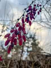 Red berries hanging on a branch in nature