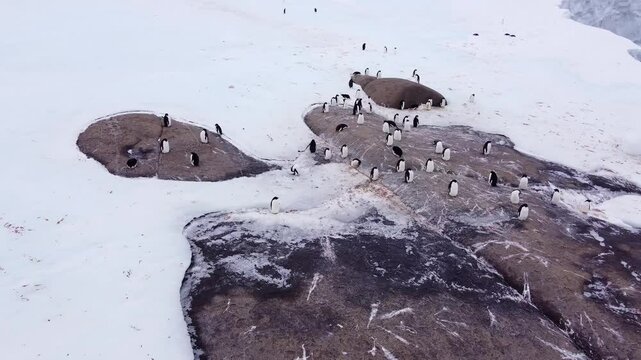 Penguin settlement on the Antarctic snow covered rock. Protection of the Earth's ecology. Ice melting. Aerial shooting.