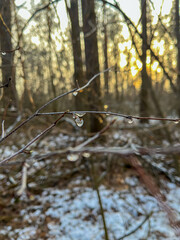 Morning dew glistens on branches in woodland