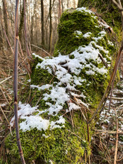 Snowflakes on moss in a peaceful forest setting