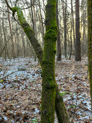Moss covered tree in a serene forest landscape