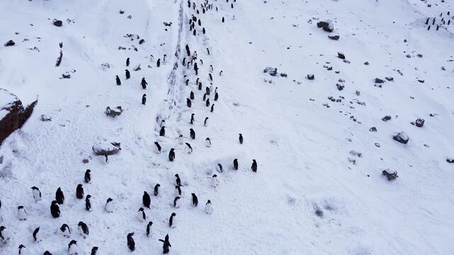 Penguins population in Antarctica. Hundreds of penguins running on a glacier. Aerial view. Ecology. Save the world green.