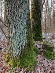 Two majestic trees covered in moss in a forest