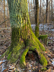 Mossy tree trunk in a calm forest