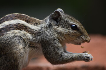 Beautiful Squirrel