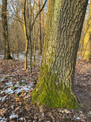 Sunlight through trees in a lush forest
