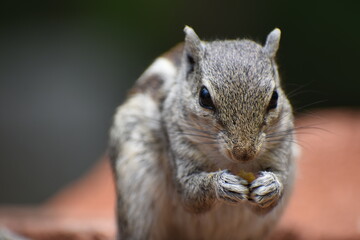 Beautiful Squirrel