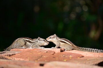 Squirrels are members of the family Sciuridae, a family that includes small or medium-sized rodents. The squirrel family includes tree squirrels, ground squirrels, and flying squirrels. 