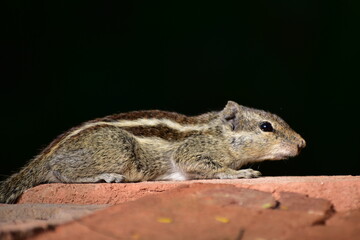 Squirrels are members of the family Sciuridae, a family that includes small or medium-sized rodents. The squirrel family includes tree squirrels, ground squirrels, and flying squirrels. 