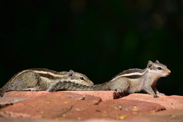 Squirrels are members of the family Sciuridae, a family that includes small or medium-sized rodents. The squirrel family includes tree squirrels, ground squirrels, and flying squirrels. 