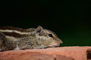 Obraz premium Squirrels are members of the family Sciuridae, a family that includes small or medium-sized rodents. The squirrel family includes tree squirrels, ground squirrels, and flying squirrels. 
