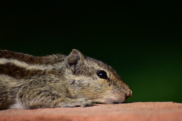 Squirrels are members of the family Sciuridae, a family that includes small or medium-sized rodents. The squirrel family includes tree squirrels, ground squirrels, and flying squirrels. 