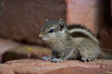 Squirrels are members of the family Sciuridae, a family that includes small or medium-sized rodents. The squirrel family includes tree squirrels, ground squirrels, and flying squirrels. 