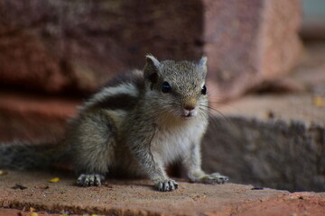 Squirrels are members of the family Sciuridae, a family that includes small or medium-sized rodents. The squirrel family includes tree squirrels, ground squirrels, and flying squirrels. 