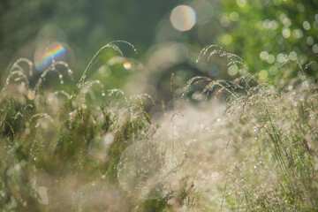 Play of the light in the morning meadow