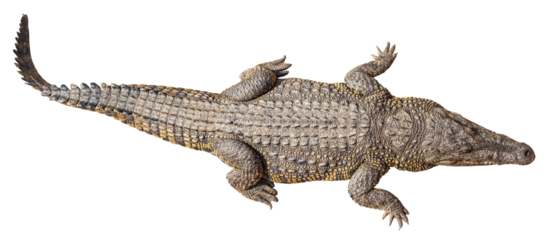 Wildlife crocodile isolated on transparent background
