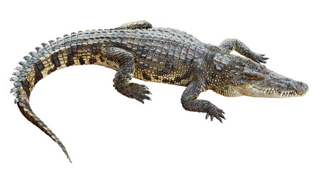 Wildlife crocodile isolated on transparent background
