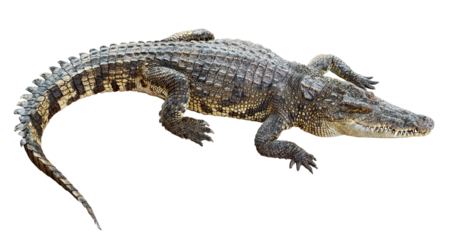 Wildlife crocodile isolated on transparent background