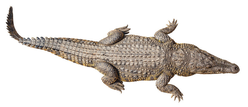 Wildlife crocodile isolated on transparent background
