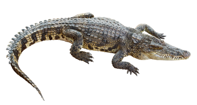 Wildlife crocodile isolated on transparent background